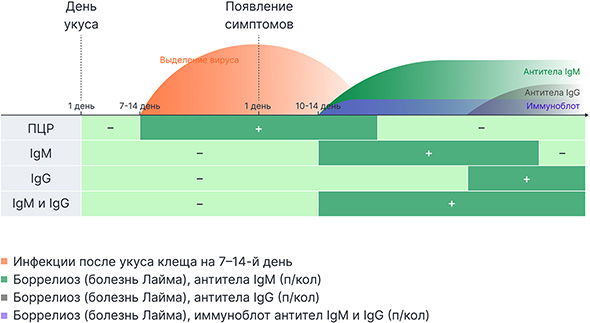 Три важных анализа для диагностики боррелиоза