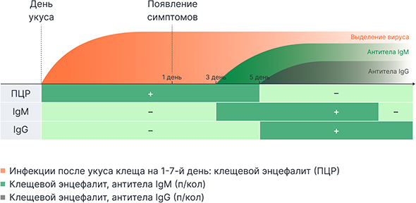 Три важных анализа для диагностики боррелиоза