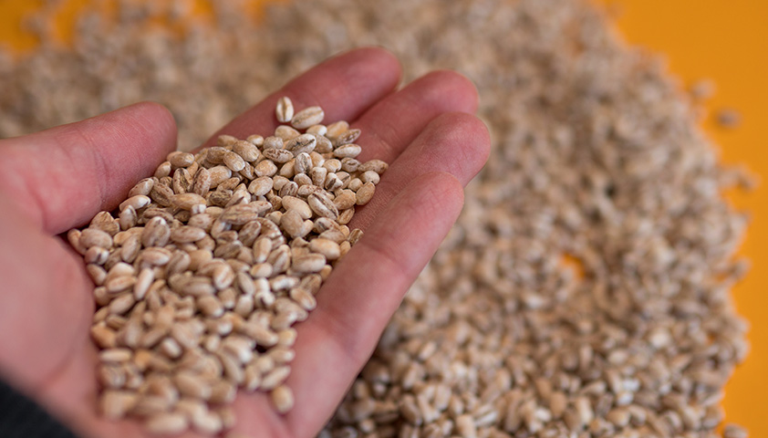 Перловка: польза и вред для организма