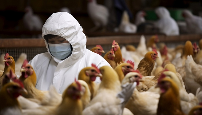 Птичий грипп