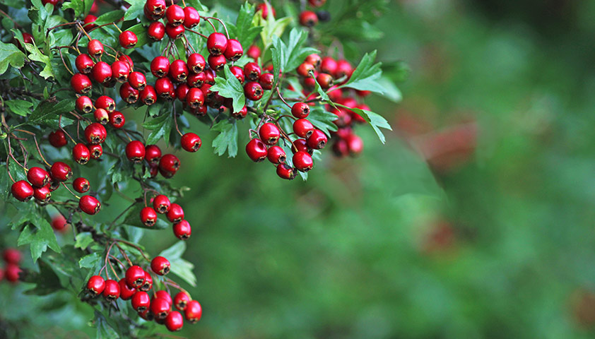 Боярышник: польза и вред для организма