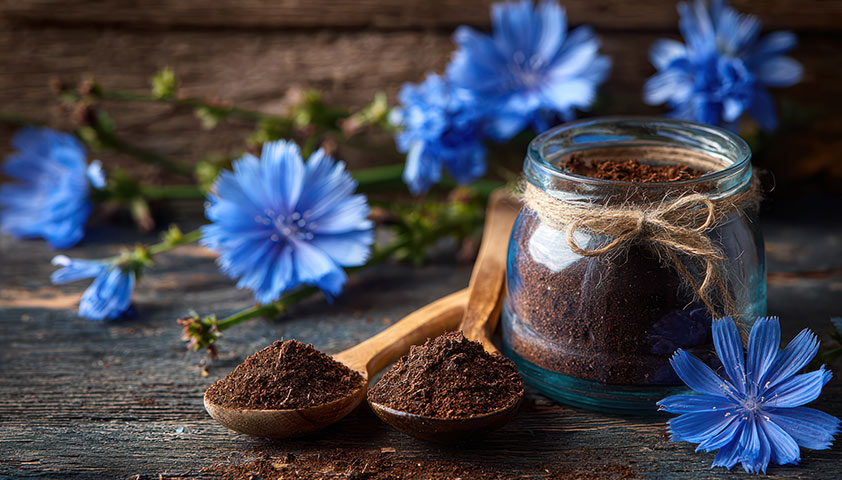 Цикорий: польза и вред для организма