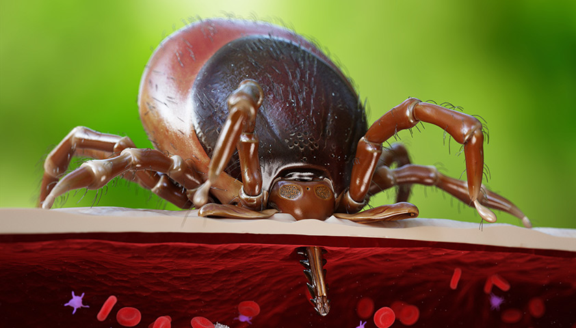 Серологическая диагностика клещевого боррелиоза: особенности и подводные камни