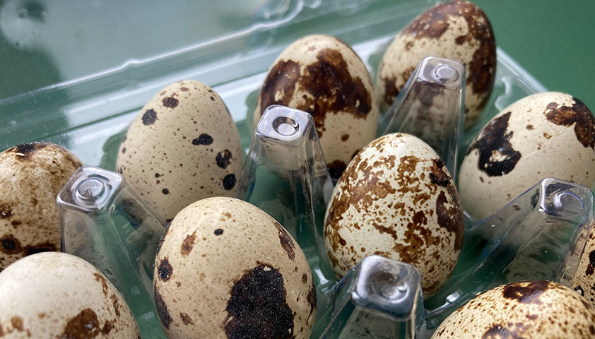 Можно ли есть сырые перепелиные яйца