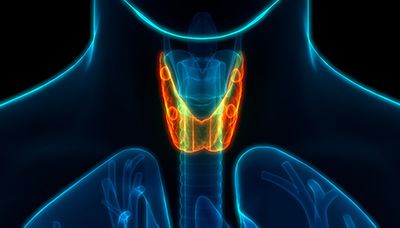 Щитовидная железа и её роль в организме