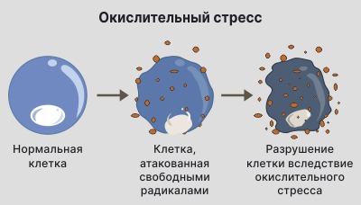 Причины недостатка и избытка аскорбиновой кислоты: