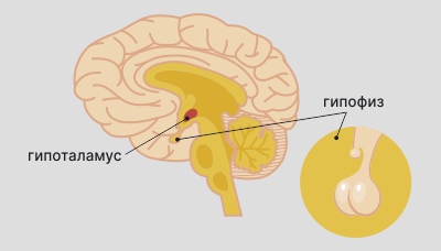 Гипоталамус