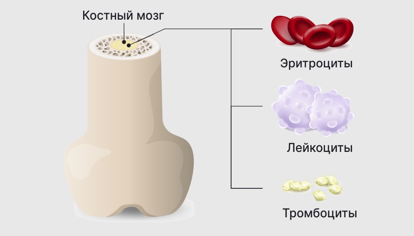 Повышенные уровни моноцитов в крови у женщин: причины и лечение