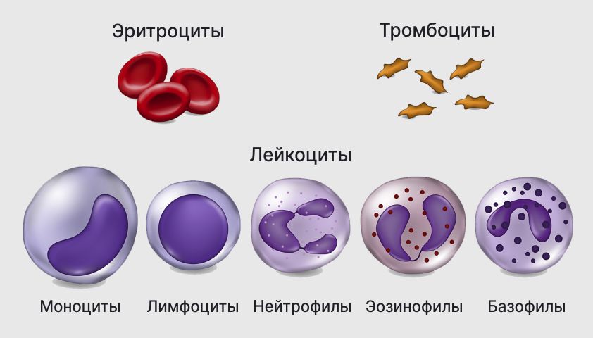 Эозинофилы в крови – что это, норма и причины отклонения