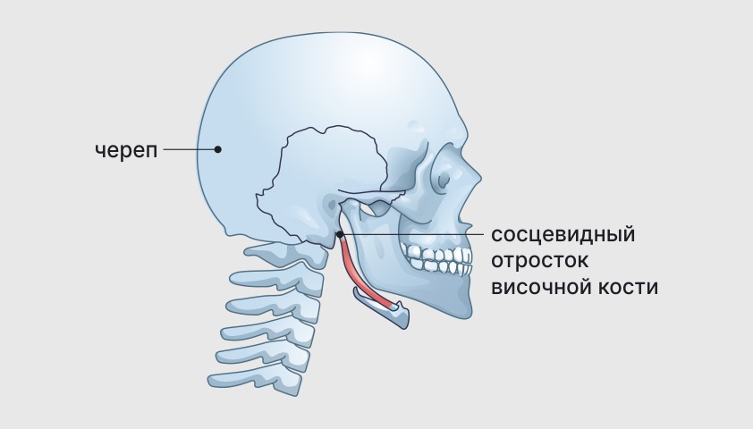 Височный отросток