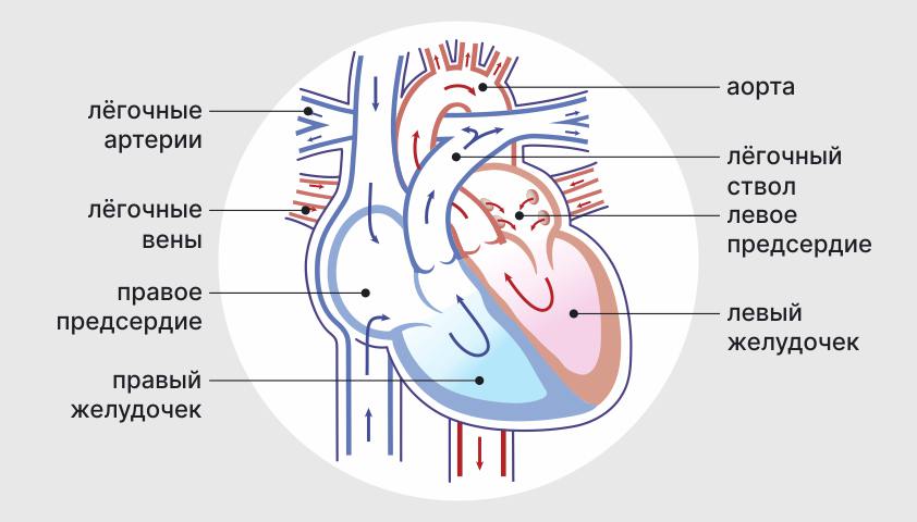 Почему возникает порок сердца: причины и механизмы развития