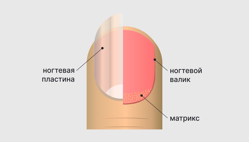 Строение ногтя. Ноготь вид сбоку. О чем говорят ногти.