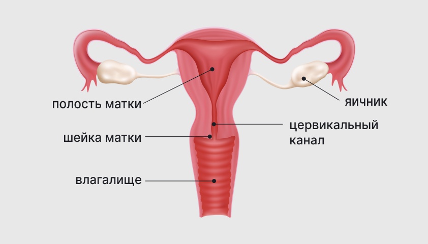 Эрозия (эктопия) шейки матки - причины появления, симптомы