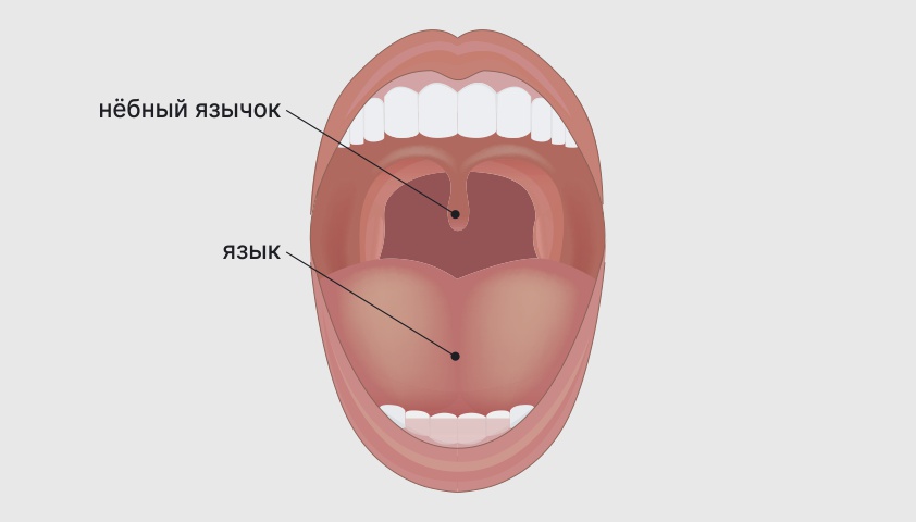 Язычок в горле название и функции