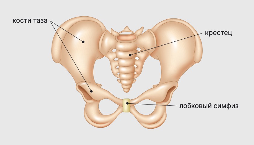 Чем опасен симфизит при беременности. Симфизит 2 степени. Лобковая кость анатомия. Симфизит при беременности симптомы. Симфизит тазобедренного сустава.