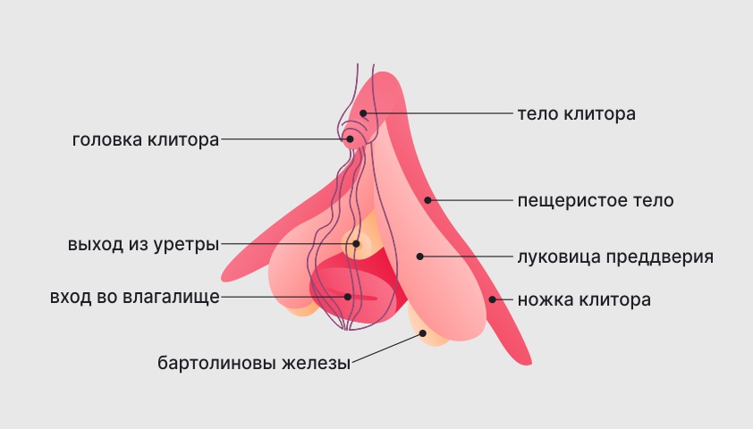 Половые клетки названия и функции