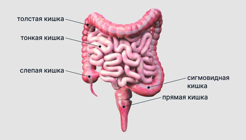 Анатомия кишечника фото