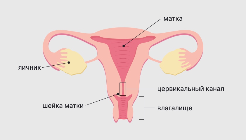 Воспаление матки как называется