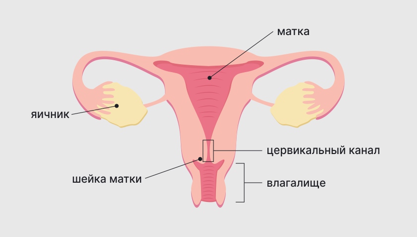 Рак шейки матки – причины появления, симптомы и признаки, стадии, диагностика