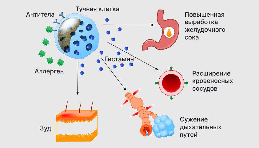 реакции на аллергены