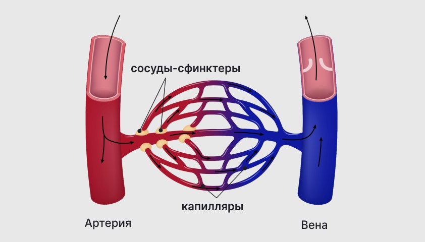 Органы депо крови что это и как они работают