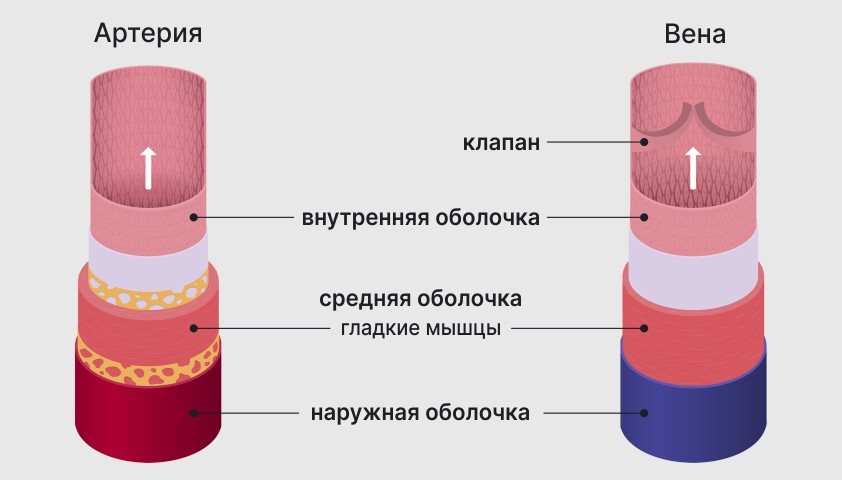 Что такое венозная кровь и как она отличается от артериальной