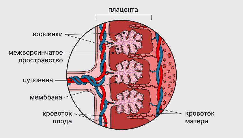 Патологии плаценты: обзор состояний, угрожающих беременности