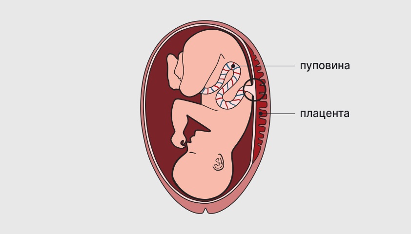 Низкая плацентация — 61 ответов | форум Babyblog