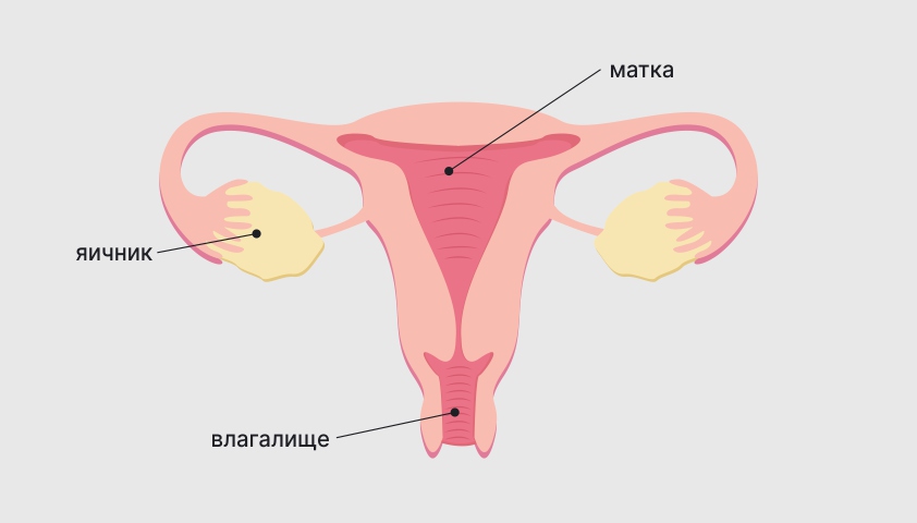 Опущение половых органов - матки и яичников