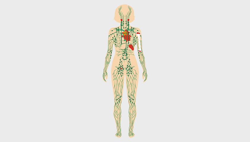 Расположение лимфоузлов на теле человека (мужчин и женщин): фото, схемы и анатомия 👩 👨