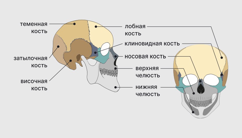      - KinesioPro