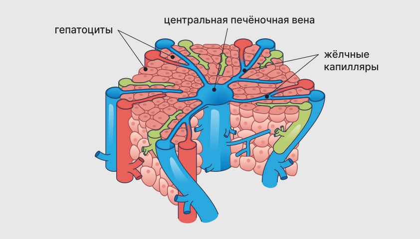 Стенка желчного капилляра образована