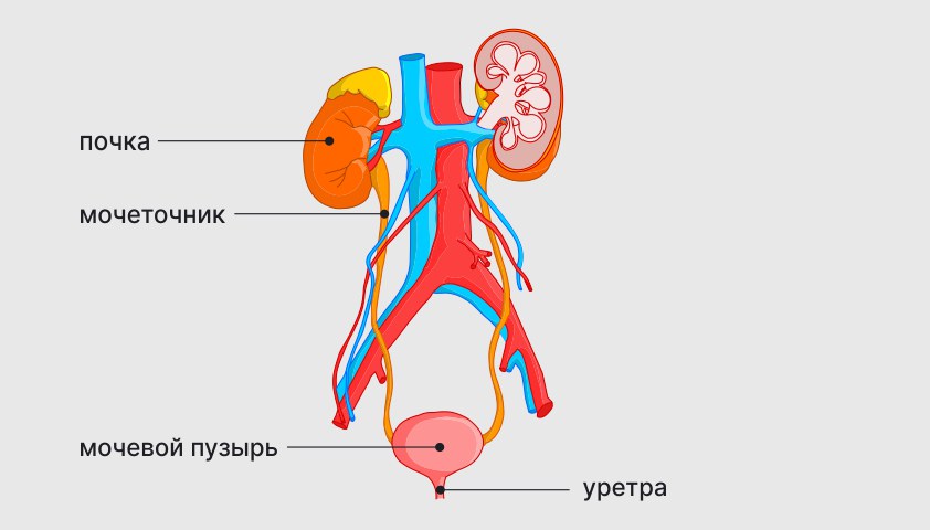 Боль в уретре после мочеиспускания. Пузырно-мочеточниковый сегмент.