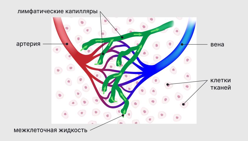 Лимфостаз нижних конечностей карта вызова скорой. Улучшение лимфотока в нижних конечностях. Чашка пронизанная капиллярами.