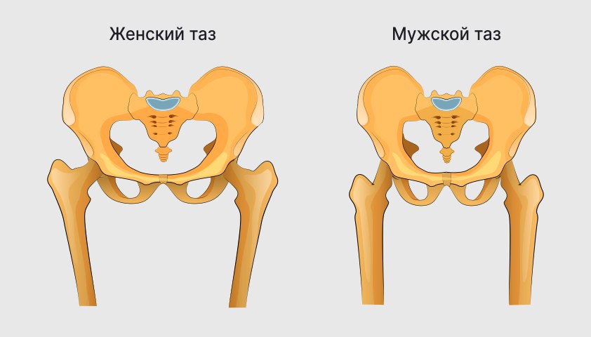 Кости мужчины и женщины. Мужской и женский таз. Скелет таза женщины и мужчины. Различия таза у мужчин и женщин. Скелет таз женский и мужской.