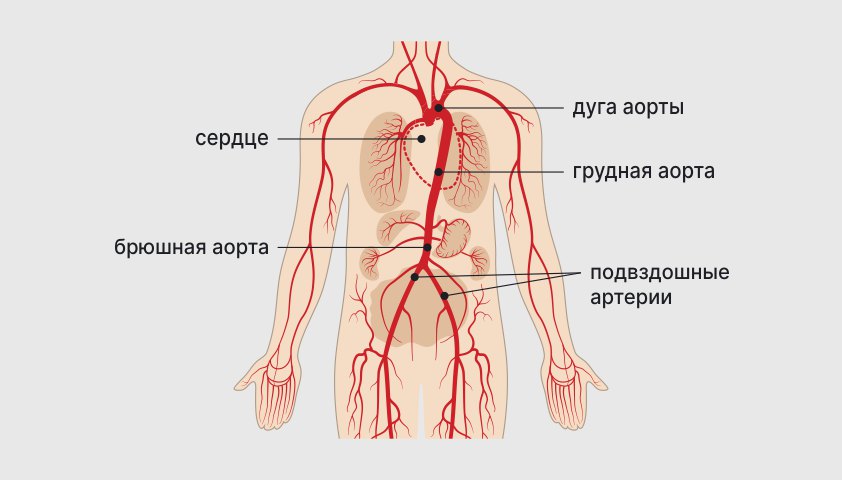 Сосуды отходящие от аорты