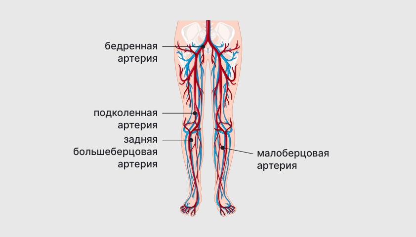 Артерий нижних конечностей что это