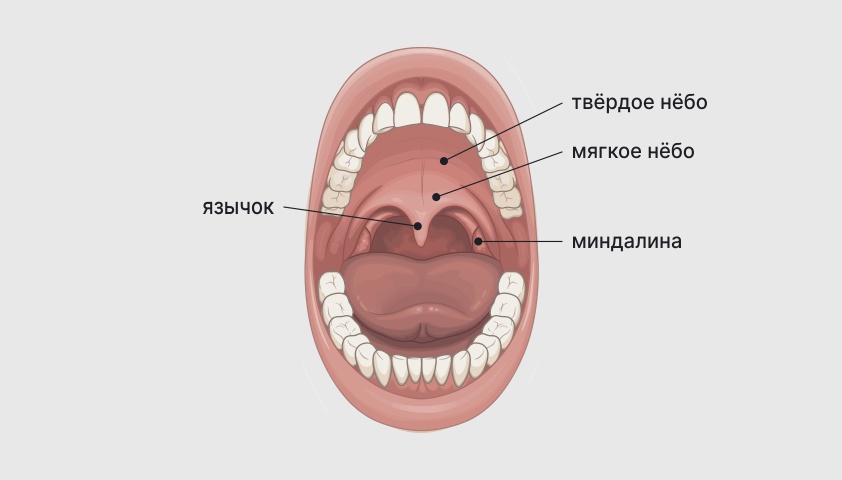 Нормальное горло у ребенка - фотосток PhotoPrague.ru