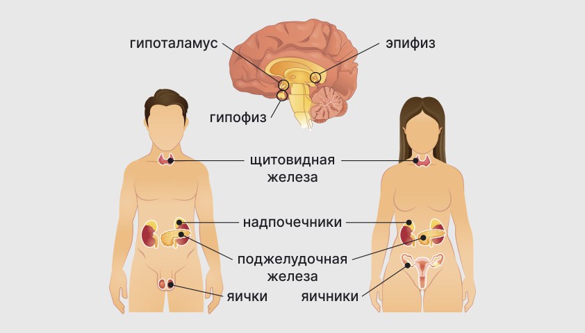 Как проверяют надпочечники