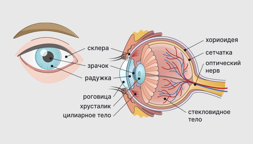 Секс и алкоголь после замены хрусталика