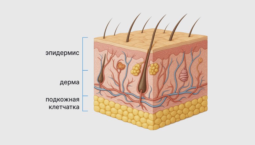 Строение кожи