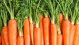 Морковь: польза и вред для организма