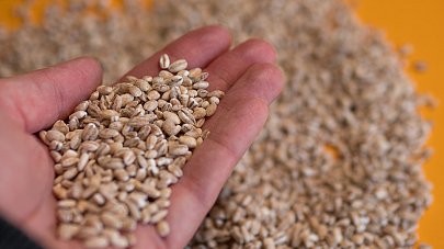 Перловка: польза и вред для организма