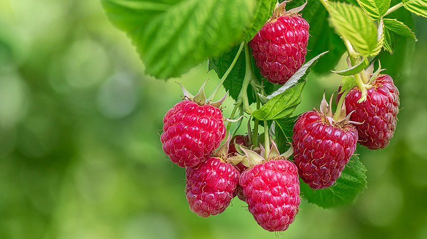 Малина: польза и вред для организма
