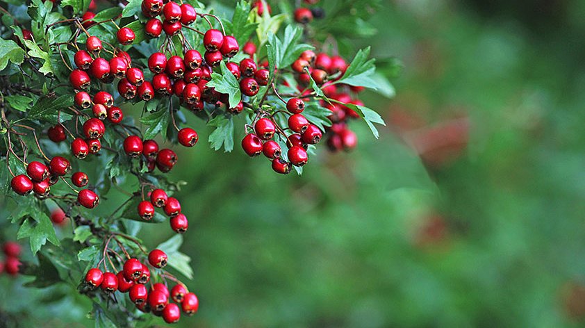 Боярышник: польза и вред для организма