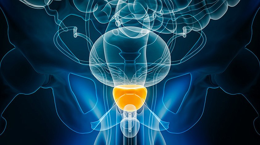 Предстательная железа (простата)