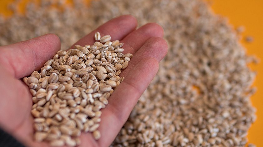 Перловка: польза и вред для организма