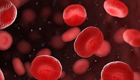 Эритроциты: красные кровяные тельца