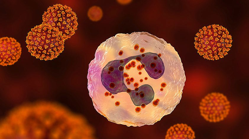 Лимфоциты понижены в крови - причины у женщин, детей и мужчин, о чем говорит лимфопения