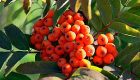 Рябина: польза и вред для организма